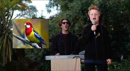 Eastern Rosella Song Lyrics